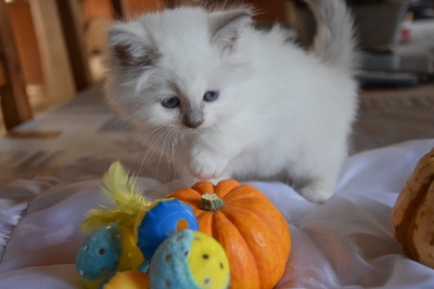 Photo don Chaton sacre birmanie femelle a donner